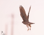 پرنده نگري - ترمتای - Merlin - Falco columbarius