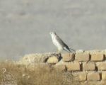پرنده نگری در ایران - ترمتای(زیرگونهpallidus)