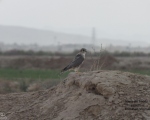 پرنده نگری در ایران - ترمتای