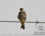 پرنده نگری در ایران - Hobby