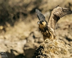 پرنده نگري - لیل - Eurasian Hobby - Falco subbuteo