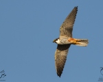 پرنده نگري - لیل - Eurasian Hobby - Falco subbuteo