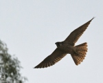 پرنده نگري - بحری - Peregrine Falcon - Falco peregrinus
