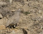 پرنده نگري - تیهو - See-see Partridge - Ammoperdix griseogularis