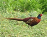 پرنده نگري - قرقاول - Ring-necked Pheasant - Phasianus colchicus