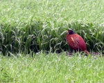 پرنده نگری در ایران - Ring-necked Pheasant
