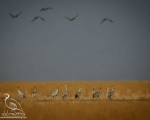 پرنده نگری در ایران - درنا خاکستری