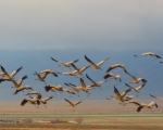 پرنده نگری در ایران - درنای خاکستری