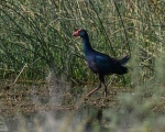 پرنده نگری در ایران - طاووسک
