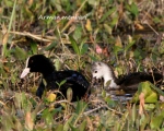 پرنده نگری در ایران - چنگر