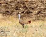 پرنده نگری در ایران - میش مرغ