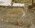 پرنده نگري - هوبره - Houbara Bustard - Chlamydotis undulata