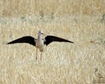پرنده نگری در ایران - Black-winged Stilt