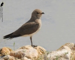 پرنده نگری در ایران - گلاریول بال سرخ نابالغ