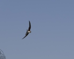 پرنده نگری در ایران - گلاریول بال سرخ