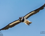 پرنده نگری در ایران - خروس کولی معمولی