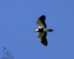 پرنده نگری در ایران - خروس کولی سینه سیاه  Spur-winged Lapwing