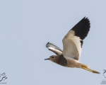 پرنده نگری در ایران - پرواز خروس کولی دم سفید