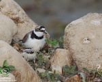 پرنده نگري - سلیم طوقی کوچک - Little Ringed Plover - Charadrius dubius