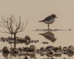 پرنده نگری در ایران - سلیم طوقی کوچک