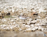 پرنده نگری در ایران - سلیم طوقی کوچک