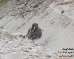 پرنده نگری در ایران - پاشلک کوچک