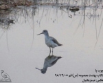 پرنده نگری در ایران - چوب پا