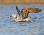 پرنده نگري - کاکایی خزری - Caspian Gull - Larus cachinnans
