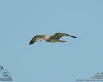پرنده نگري - کاکایی خزری - Caspian Gull - Larus cachinnans