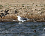 پرنده نگری در ایران - Caspian Gull