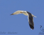 پرنده نگری در ایران - Armenian Gull