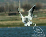 پرنده نگری در ایران - black headed gull