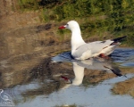 پرنده نگری در ایران - Slender-billed Gull
