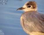 پرنده نگري - کاکایی کوچک - Little Gull - Larus minutus