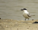 پرنده نگری در ایران - Gull- billed Tern