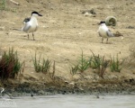پرنده نگری در ایران - Gull- billed Tern