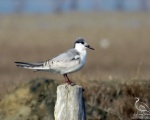پرنده نگری در ایران - Common Tern