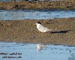 پرنده نگری در ایران - پرستو دریائی کوچک