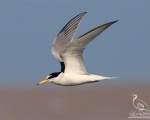 پرنده نگري - پرستوی دریایی کوچک - Little Tern - Sterna albifrons