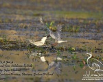پرنده نگری در ایران - Whiskered Tern