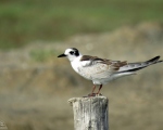 پرنده نگری در ایران - Whiskered Tern
