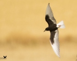 پرنده نگری در ایران - پزستوی دریایی بال سفید