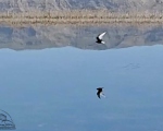 پرنده نگری در ایران - پرستوی دریایی بال سفید