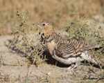 پرنده نگری در ایران - کوکر شکم سفید
