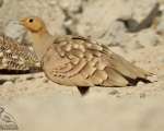 پرنده نگری در ایران - باقرقره شکم بلوطی