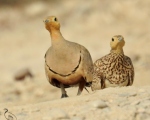 پرنده نگری در ایران - باقرقره شکم بلوطی