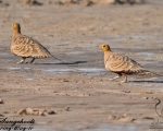 پرنده نگری در ایران - Chestnut-bellied Sandgrouse