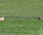 پرنده نگری در ایران - Black-bellied Sandgrouse