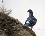 پرنده نگری در ایران - Feral Pigeon