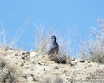 پرنده نگری در ایران - کبوتر